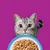 Un chat gris regarde une gamelle de nourriture humide sur un fond violet. Un chat gris regarde une gamelle de nourriture humide sur un fond violet.