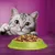 Grey tabby cat looking at a green bowl filled with dry pet food on a purple surface, illustrating product use.