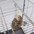 Cage en métal avec perchoirs en bois, jouet suspendu en corde, carton et bois, et deux gamelles métalliques fixées aux barreaux.