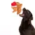 Brown dog jumps after a plush toy shaped like a turkey with a red Christmas hat.