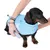 Chien teckel noir portant un manteau bleu clair avec bandes réfléchissantes, maintenu par une personne qui ferme la sangle à scratch sous le ventre.