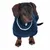 Dackel in dunkelblauem Strickpullover mit weissem Streifen am Kragen. Produkt zeigt Hundebekleidung für kalte Tage.