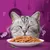 Cat with closed eyes behind a plate of meaty chunks in gravy, with fish and chicken icons indicating flavour options.