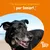 Zesty Paws: Un supporto avanzato per senior. Immagine di un cane anziano con il testo 'Un Supporto Avanzato per Senior!'.
