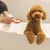 Dog in bathtub while a person dispenses foam from a dispenser onto their hand. Demonstration of pet care product application.