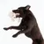Brown dog playing with a white plush toy shaped like a bear.