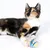 Pelota de tela multicolor, apta para gatos. Mostrada con un gato tocando la pelota.