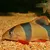 Close-up of a clown loach fish with orange-black stripes and red fins on a gravel substrate.