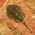 Close-up of a suckermouth catfish with a patterned body on a red stone. Suitable for aquarium enthusiasts.