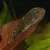Close-up of a fish with a patterned body on a brown leaf in an aquarium.