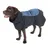 Dog wearing a black and blue coat with adjustable fastening and reflective stripes.