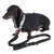 Schwarzer Hund mit Geschirr und Leine, verstellbare Gurte und Metallring sichtbar.