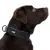 Hond met zwart halsband van het merk FOX, zijaanzicht.