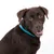 Brauner Hund mit blauem Halsband, Blick nach vorne. Halsband sichtbar als Produktmerkmal.