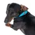 Hund mit blauem Halsband aus Leder, silberne Schnalle sichtbar.