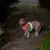 Hund med lysende halsbånd i rød og grøn for bedre synlighed i mørke.