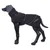 Manteau noir pour chien sur mannequin, capuche grise, sangle réglable, détails réfléchissants, marque rukka visible sur le côté.