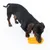 Perro juega con juguete de zapato amarillo de plástico.
