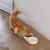 Rote Katze frisst aus einem Doppelnapf-Set mit Holzunterlage, bestehend aus einem Napf für Trockenfutter und einem Napf für Wasser.