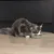 Graue Katze frisst aus einem grünen Futternapf auf einem Holzboden.