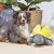 Dog next to a grey plush toy in the shape of a turtle with a yellow shell.