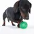 Hund spielt mit grünem Noppenball, geeignet für interaktives Spielen und Beschäftigung.
