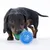 Hund spielt mit einem grünen und blauen Noppenball aus Kunststoff.