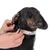 Hund mit floralem Halsband, Harry Potter-Design. Hände befestigen die Schnalle am Halsband.