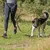 Jogger met hond, verbonden door een hardloopharnas en elastische lijn, geschikt voor sportieve activiteiten buitenshuis.