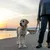 Chien de taille moyenne en laisse noire et blanche, collier blanc lumineux, tenu par une personne en pull gris et pantalon foncé, promenade au bord de l’eau au coucher du soleil.
