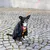 Hund mit schwarzem Umhang und rot-gelbem Schal, angeleint auf gepflastertem Boden. Demonstration eines Haustierkostüms.