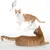 Two red and white cats play with a hanging fish-shaped toy. One cat is standing, the other is lying on a white background.