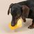 Jouet aquatique TIAKI Chope de bière pour chien