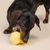 Jouet aquatique TIAKI Chope de bière pour chien