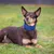 Hond met blauwe halsband, liggend op een grasveld. Product toont gebruik van een halsband.