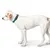 Hund mit türkisfarbenem Halsband, zeigt die Passform und das Design des Halsbands.