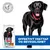 Hill's Science Plan Perfect Weight & Active Mobility Adult 1+ Large med kylling Hill's Science Plan Perfect Weight & Active Mobility Adult 1+ Large med kylling