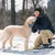 Virbac Veterinary HPM Junior Dog Special Large