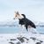 Rukka® Warmup Hundemantel 2.0, schwarz