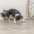 Jeu de stratégie Trixie Dog Activity Buzzer Jeu de stratégie Trixie Dog Activity Buzzer