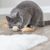Trixie Jouet sur ressort Matatabi pour chat