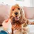 Dog receives a twisted chew snack from a person's hand, close-up on sofa.