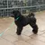 Rukka ошейник Tiny, синий