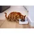 Pet eating from an automatic feeder with a transparent lid, demonstrating product use for dispensing food indoors.