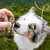 Hand houdt een lekkernij voor de neus van een hond om het voeren of belonen te demonstreren. Hand houdt een lekkernij voor de neus van een hond om het voeren of belonen te demonstreren.