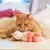 Oranje kat met wit-roze pluche kattenspeeltje in de vorm van een dier, liggend op een witte ondergrond. Materiaal: pluche.