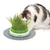 Cat eating from a green cat grass container with a grey non-slip mat. Brand: Catit.