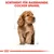 Sortiment für Rassehunde: Cocker Spaniel. Illustration eines Hundes mit anatomischen Skizzen.