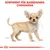 Sortiment für Rassehunde: Chihuahua. Illustration eines Chihuahuas mit anatomischen Skizzen und Royal Canin Logo.
