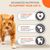 Text v angličtine: Advanced nutrition to support your cat’s strong heart, active life, healthy teeth. S oranžovou mačkou a ikonami srdca, kĺbov a zuba.